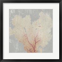 Blush Coral I Framed Print