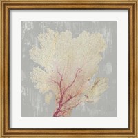 Blush Coral II Fine Art Print