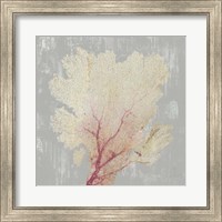 Blush Coral II Fine Art Print