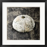 Marble Shell Series I Fine Art Print