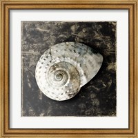 Marble Shell Series II Fine Art Print
