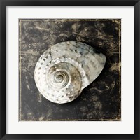Marble Shell Series II Fine Art Print