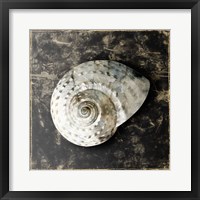 Marble Shell Series II Framed Print
