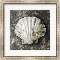 Marble Shell Series IV Fine Art Print
