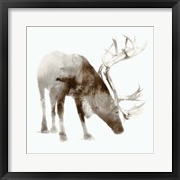 Caribou Framed Print