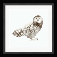 Owl Framed Print