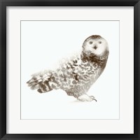 Owl Framed Print