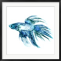 Fish IV Fine Art Print