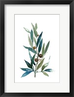 Olive Branch I Fine Art Print