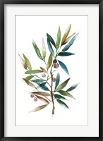 Olive Branch II Fine Art Print