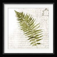 Fern II Framed Print