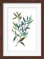 Olive I Fine Art Print