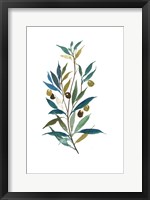 Olive II Fine Art Print