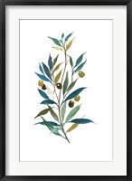 Olive II Fine Art Print