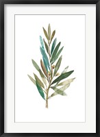 Olive III Fine Art Print