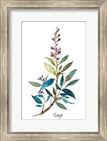 Sage II Fine Art Print
