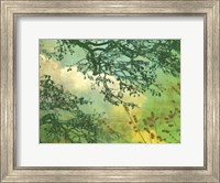 Branches and Clouds Fine Art Print