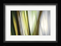 Organic II Framed Print