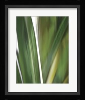 Organic IV Framed Print