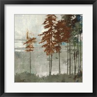 Spruce Woods II Framed Print