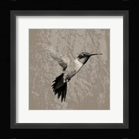 Feathered I Framed Print