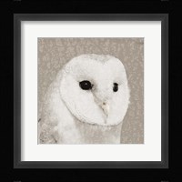 Feathered II Framed Print