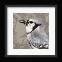 Feathered III Framed Print