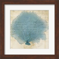 Blue Coral IV Fine Art Print