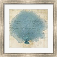 Blue Coral IV Fine Art Print