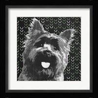 Yorkie Framed Print