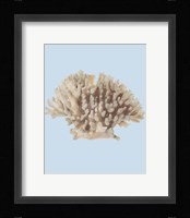 Coral I Framed Print