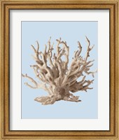 Coral II Fine Art Print