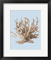Coral II Fine Art Print