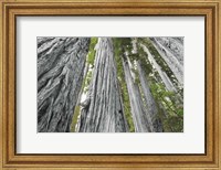 Redwoods Forest IV BW with Color Fine Art Print