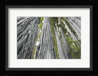 Redwoods Forest IV BW with Color Fine Art Print