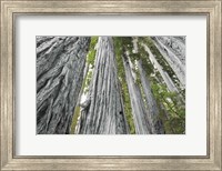 Redwoods Forest IV BW with Color Fine Art Print