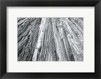 Redwoods Forest IV BW Fine Art Print