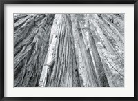 Redwoods Forest IV BW Fine Art Print