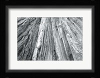 Redwoods Forest IV BW Fine Art Print