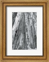 Redwoods Forest III BW Fine Art Print