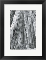 Redwoods Forest III BW Fine Art Print