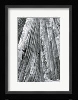 Redwoods Forest III BW Fine Art Print