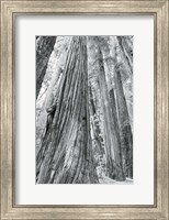 Redwoods Forest III BW Fine Art Print