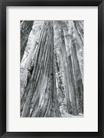 Redwoods Forest III BW Fine Art Print