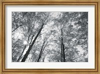 Autumn Forest III BW Fine Art Print