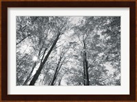 Autumn Forest III BW Fine Art Print