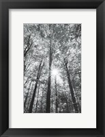 Autumn Forest I BW Fine Art Print