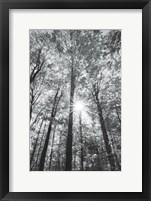 Autumn Forest I BW Fine Art Print