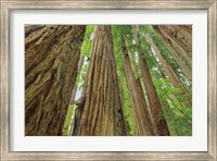 Redwoods Forest IV Fine Art Print