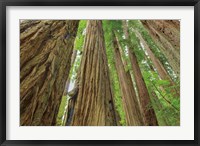 Redwoods Forest IV Fine Art Print